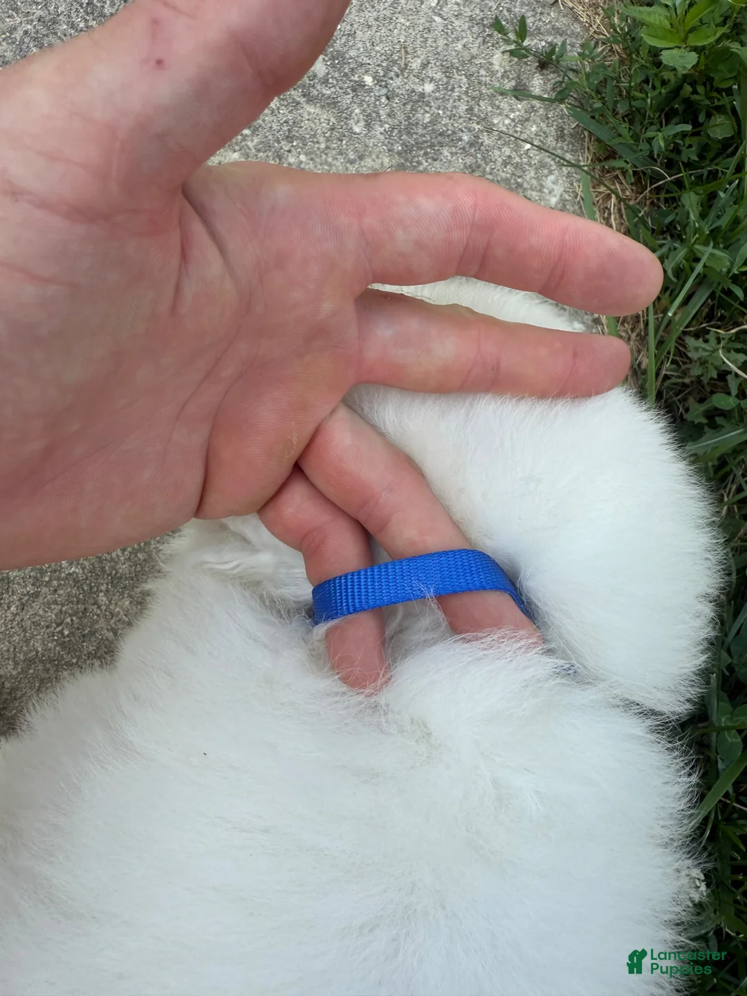 Great Pyrenees dogs for sale: Mr Blue - Ad 2