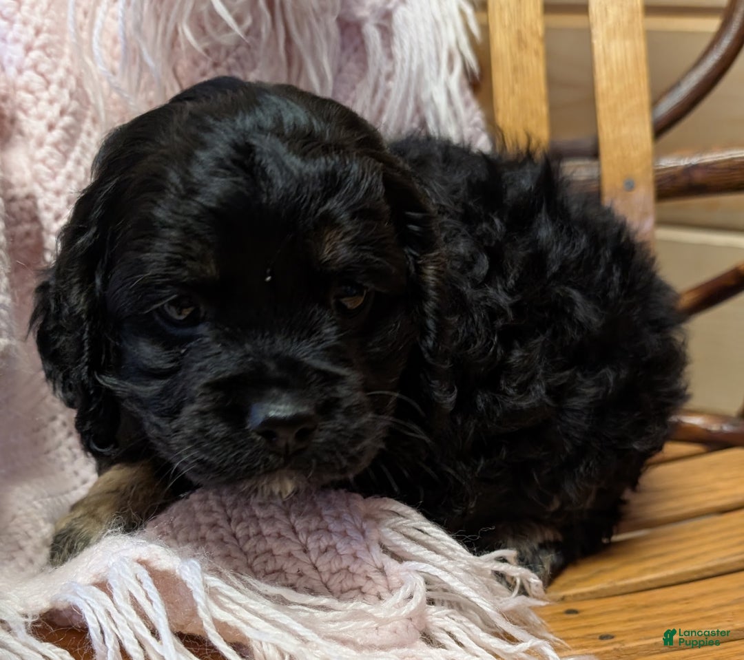 Cockapoo dogs for sale: Pansy - Ad 3