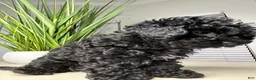 Shihpoo dogs for sale: Shihpoo 2 - Ad 12
