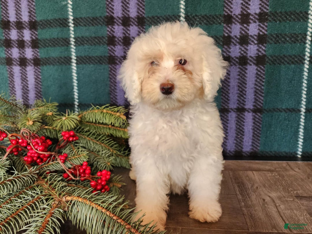 Mini Bernedoodle dogs for sale: Flake - Ad 5