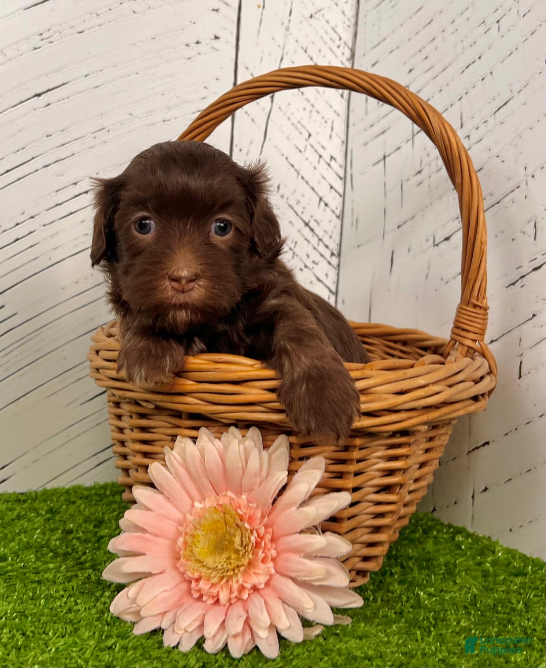 Havanese dogs for sale: Roxy - Ad 4