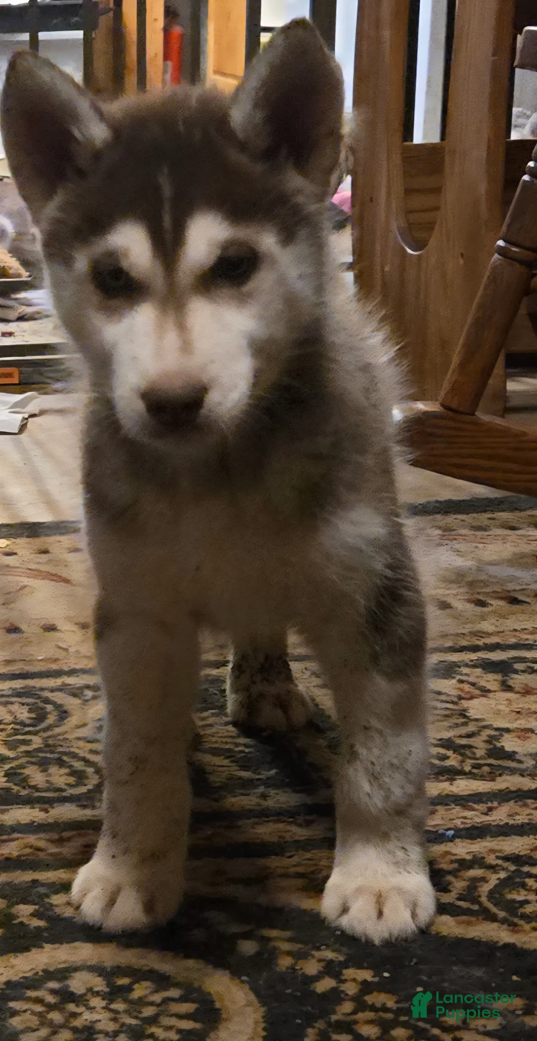Siberian Husky dogs for sale: Ian - Ad 6