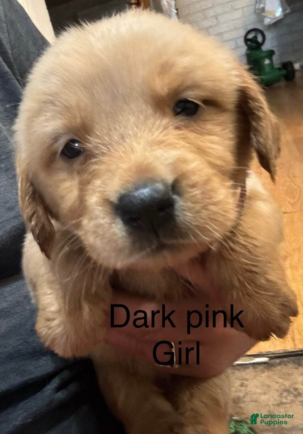 Golden Retriever dogs for sale: Dark pink Golden Retriever 8 - Ad 2