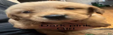 Dark pink Golden Retriever 8