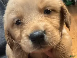 Golden Retriever dogs Dark pink Golden Retriever 8 - Ad 15