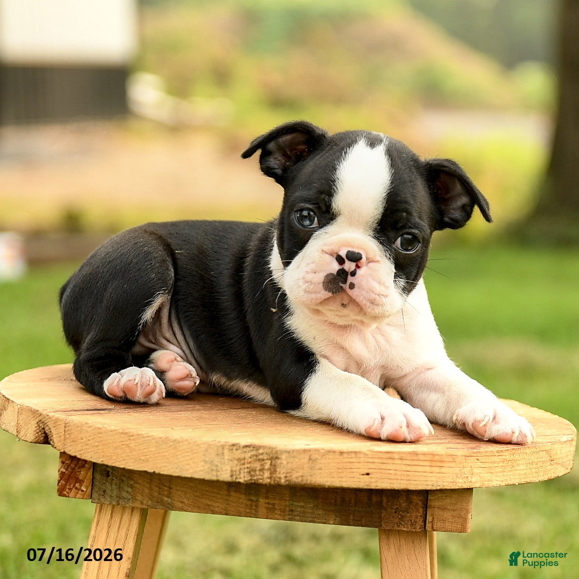 Boston Terrier dogs Bruno - Ad 2