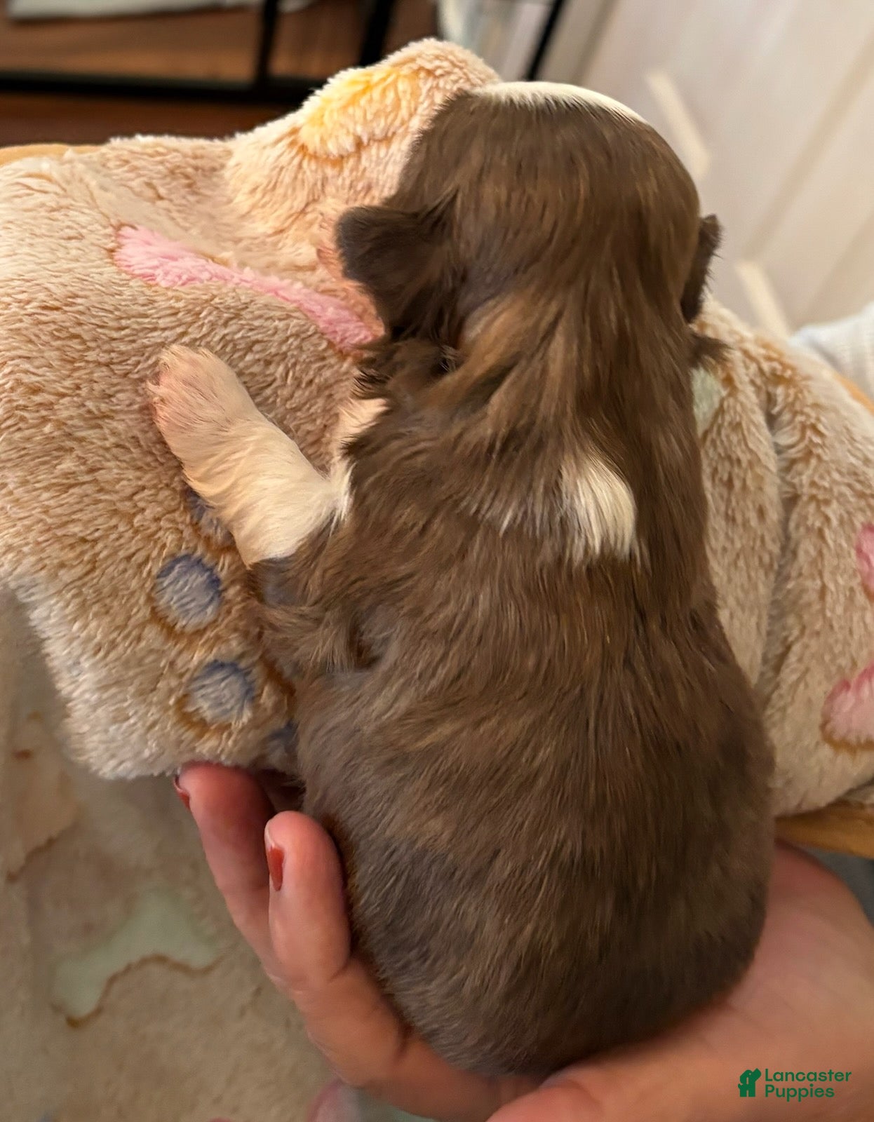 Shih Tzu dogs for sale: Xavier - Ad 1
