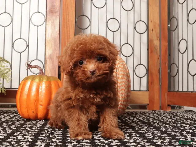 Toy Poodle dogs for sale: Pumpkin Teacup Poodle - Ad 1