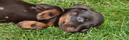 Miniature Dachshund dogs for sale: Bo - Ad 9