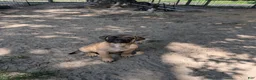 Bullmastiff dogs for sale: Bullmastiff Puppy 3 - Ad 6