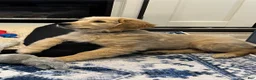 Golden Retriever dogs for sale: Golden Retriever Puppy 1 - Ad 16