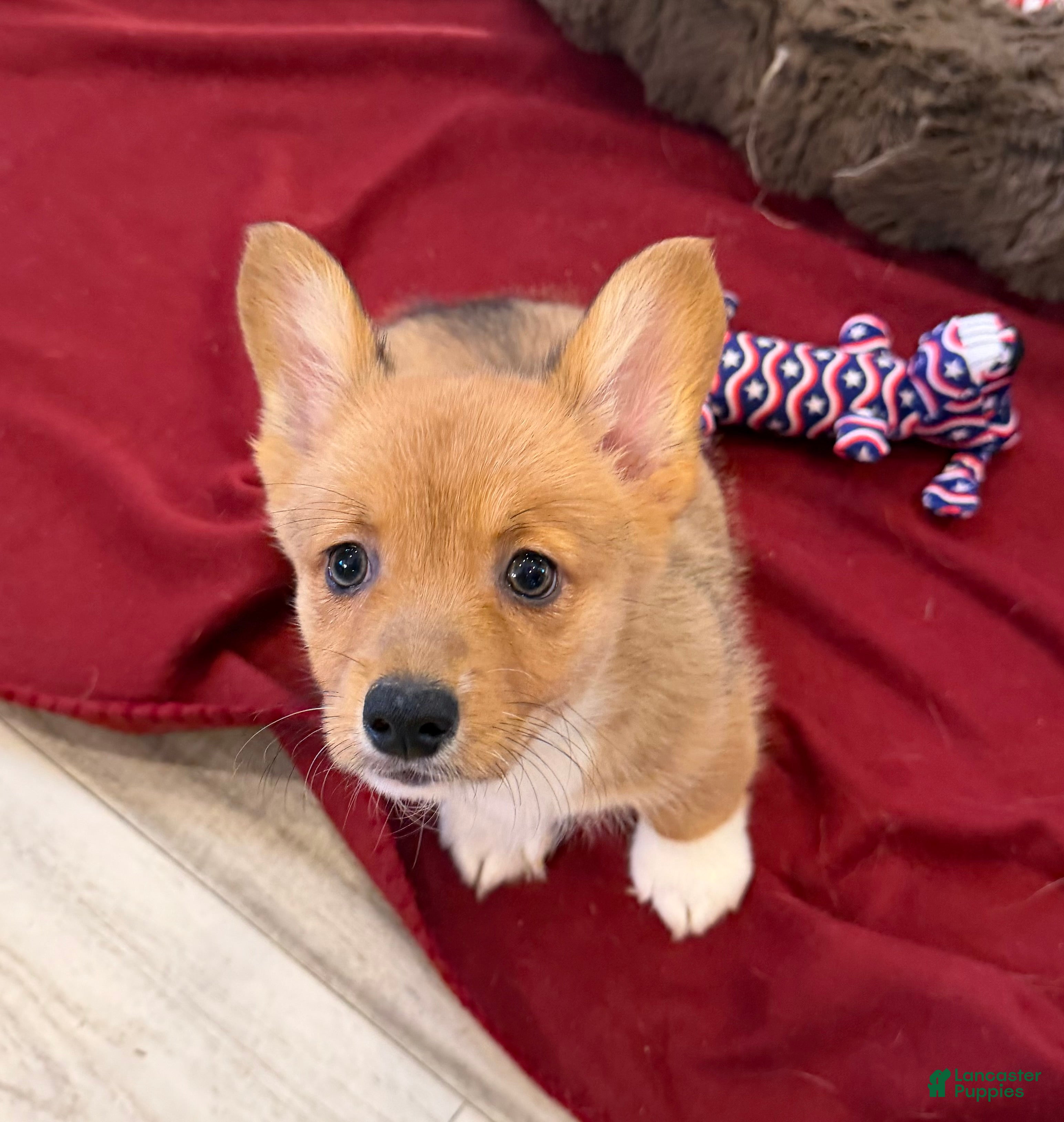 Welsh Corgi Pembroke dogs Ella - Ad 2