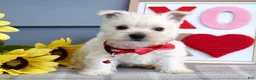 West Highland Terrier dogs for sale: Bella - Ad 3