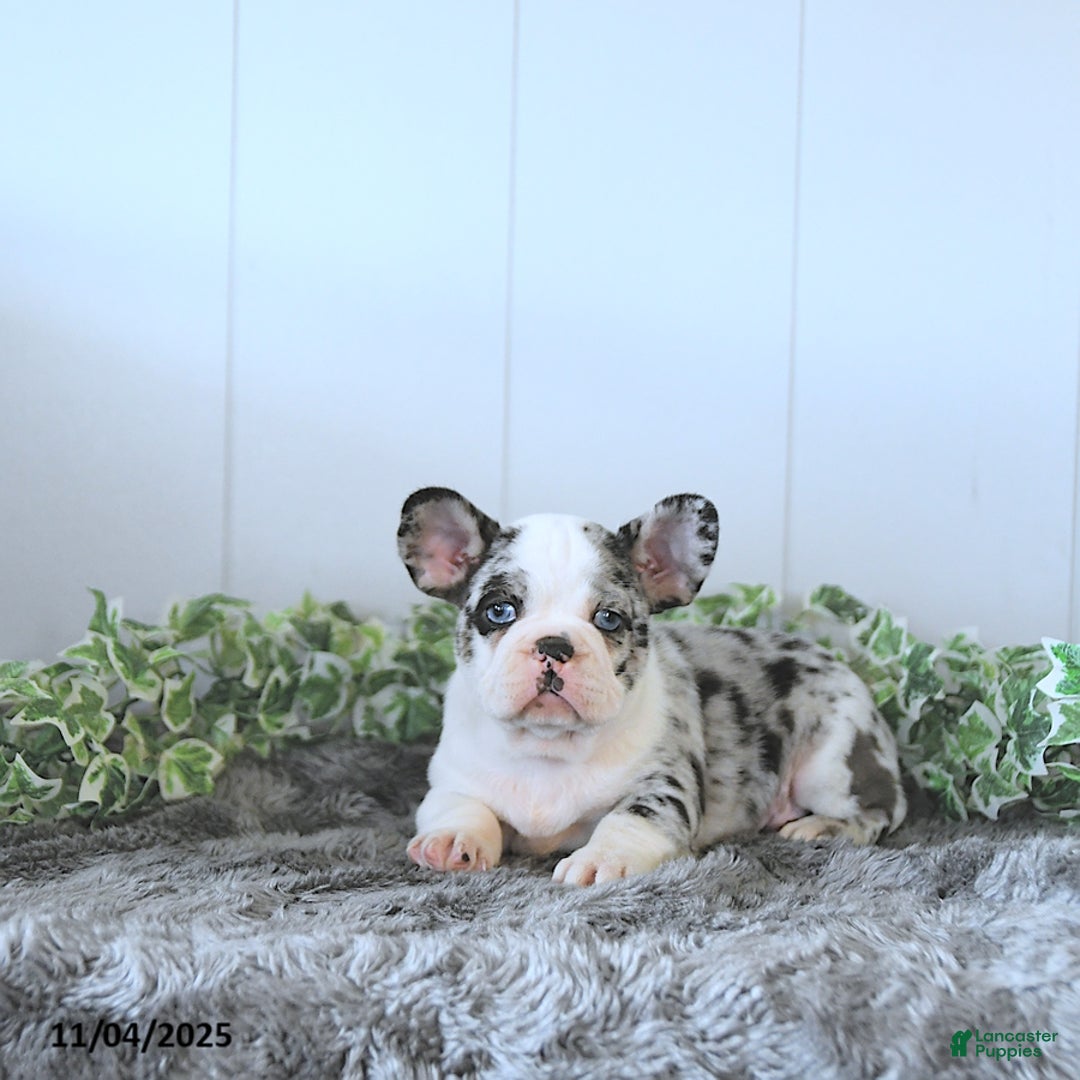 Frug dogs for sale: Miles - Ad 2