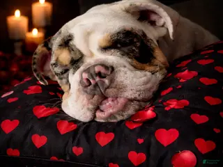 English Bulldog dogs Balloo - Ad 2