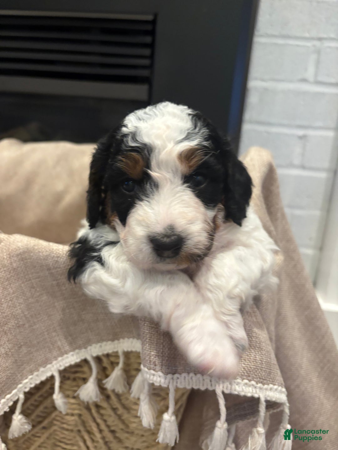 Mini Bernedoodle dogs for sale: Ivy - Ad 4