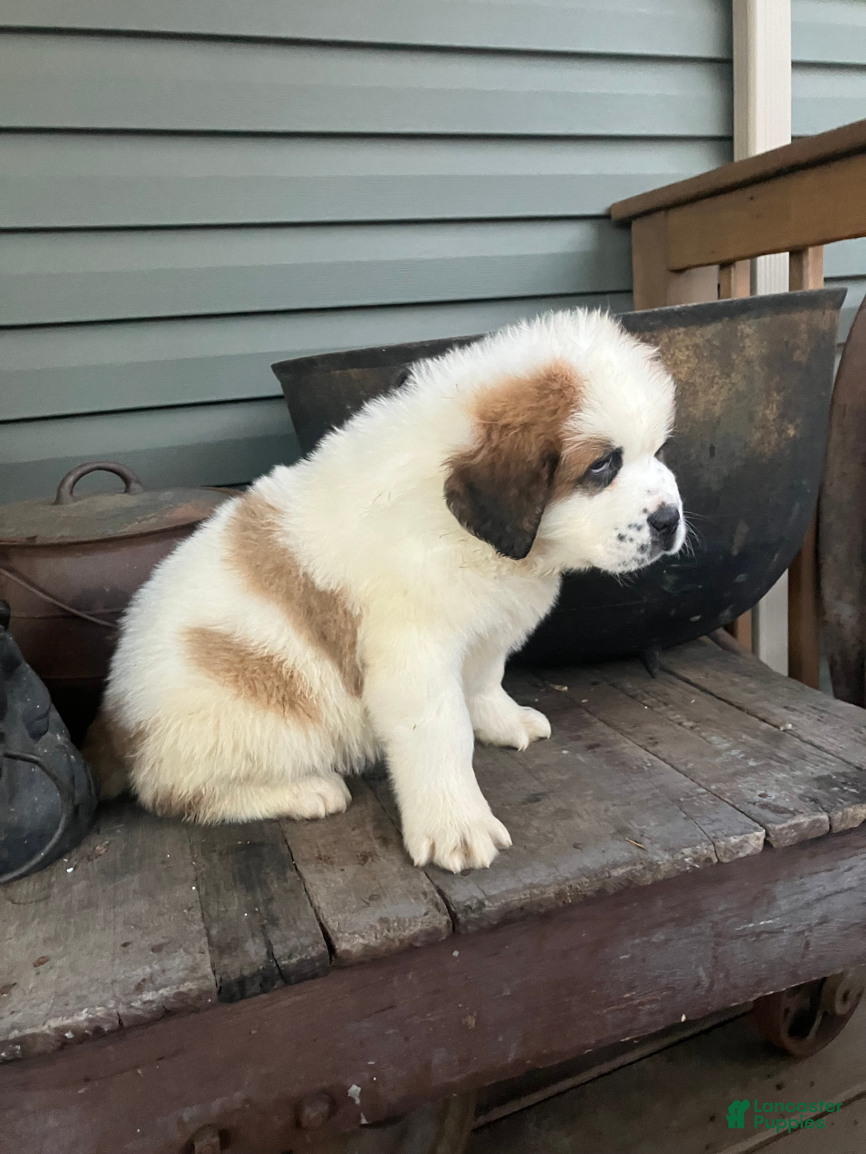 Saint Bernard dogs Saint Bernard Puppy 6 - Ad 33