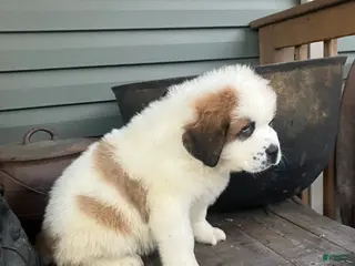 Saint Bernard dogs Saint Bernard Puppy 6 - Ad 33