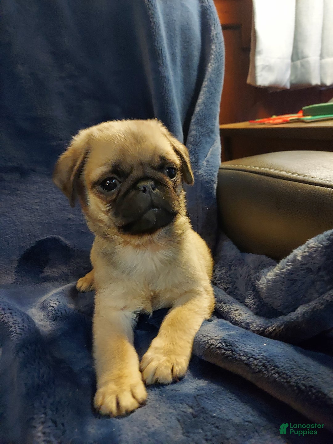 Pug dogs for sale: WILLIE - Ad 9