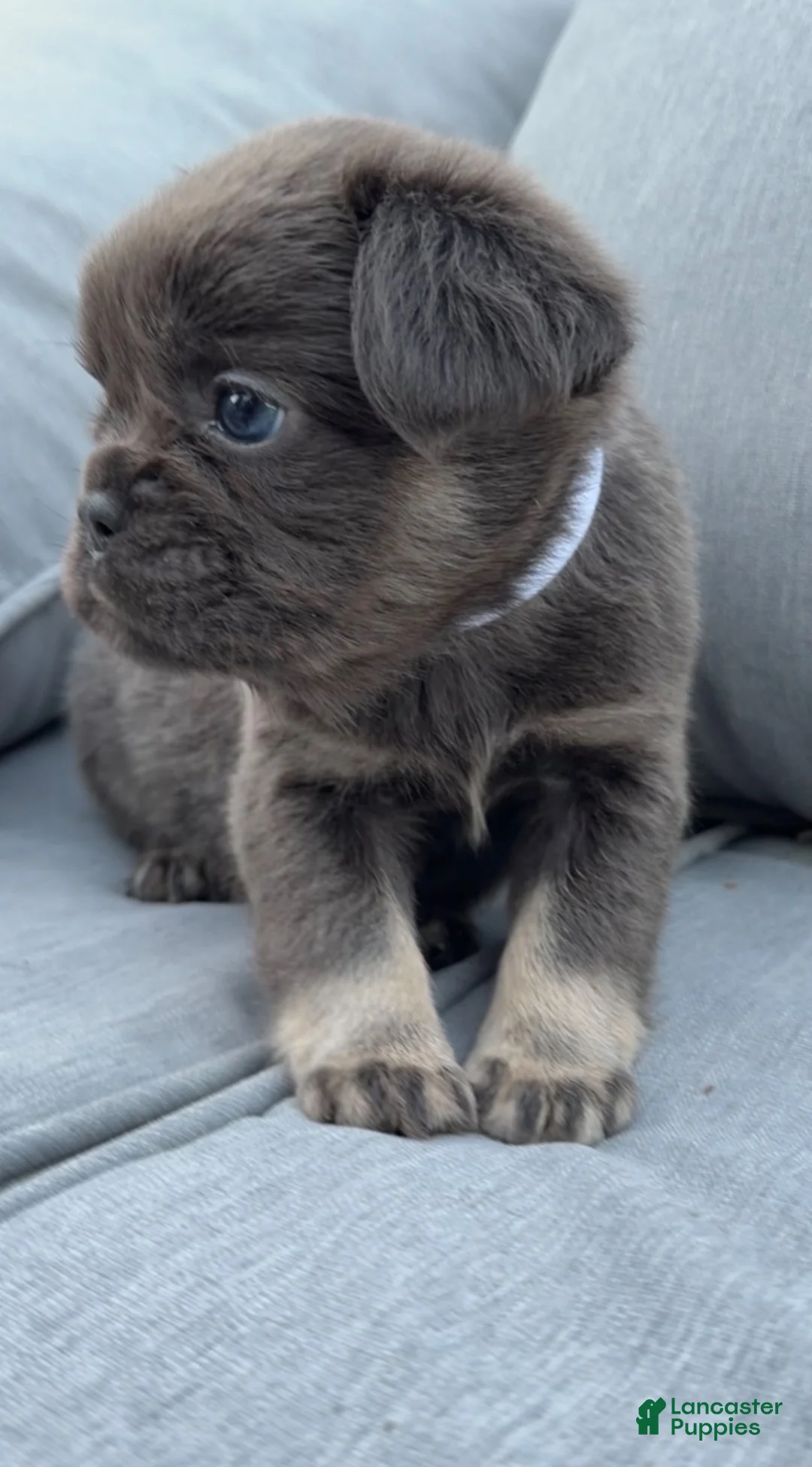 French Bulldog dogs for sale: Mia - Ad 2
