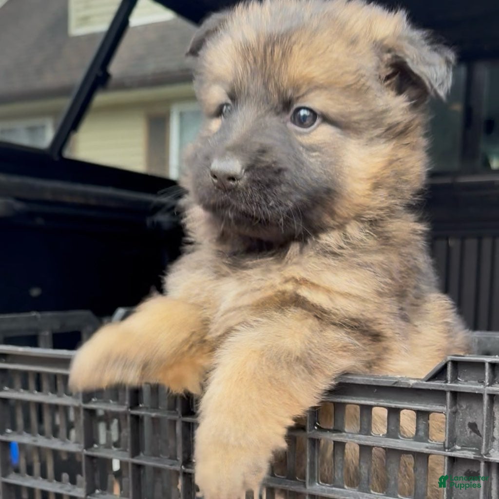 German Shepherd dogs THALIA - Ad 1