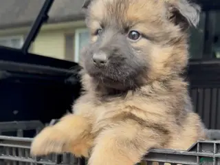 German Shepherd dogs for sale: THALIA - Ad 4