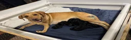 Labrador Retriever dogs for sale: Labrador Retriever 2 - Ad 4