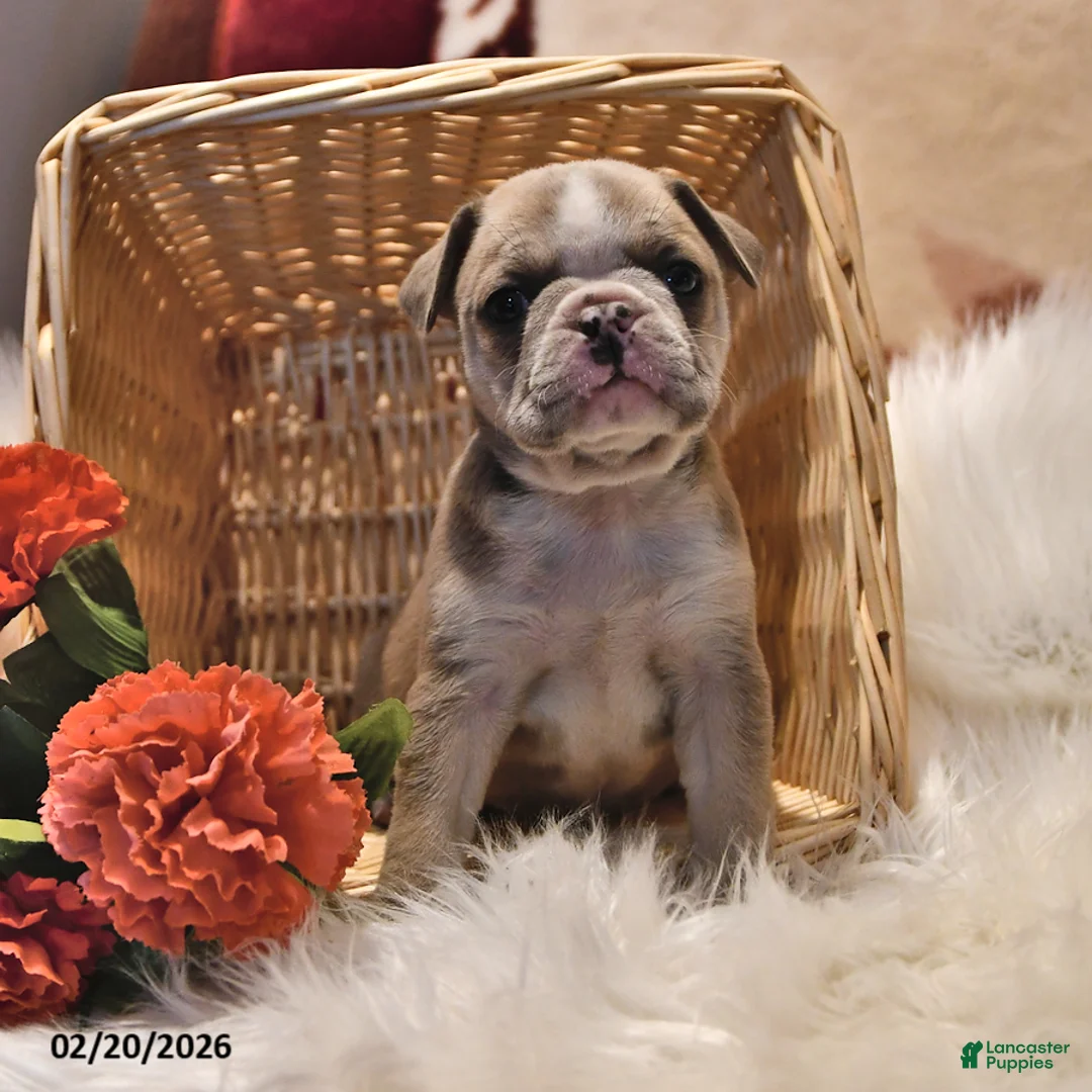 Frenchton dogs for sale: Eyeshadow  - Ad 1