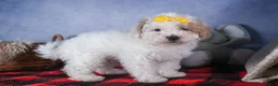 Bichpoo dogs for sale: Snowflake - Ad 14