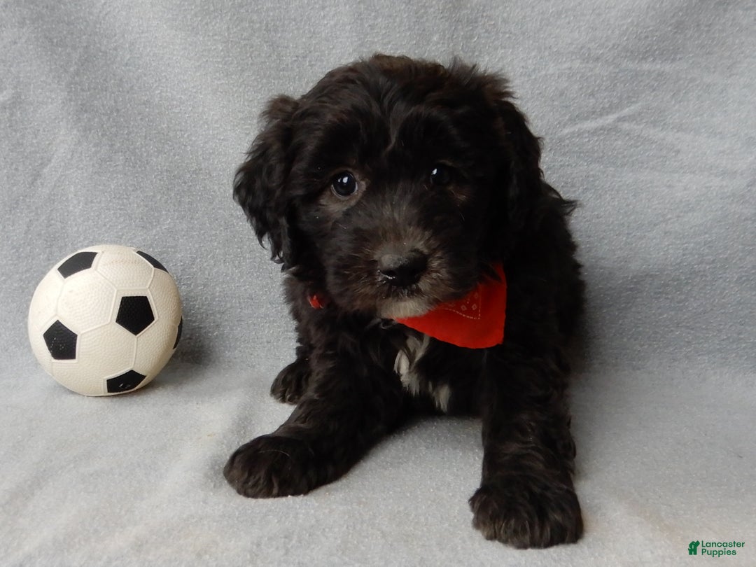 Sheepadoodle dogs for sale: Thunder - Ad 3