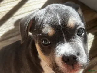 American Bully dogs Lovey - Ad 3