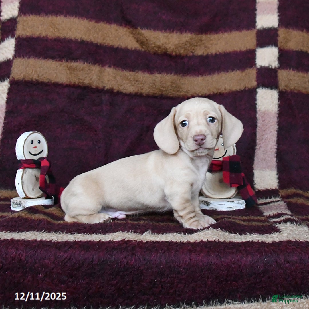 Dachshund dogs for sale: Coconut - Ad 2