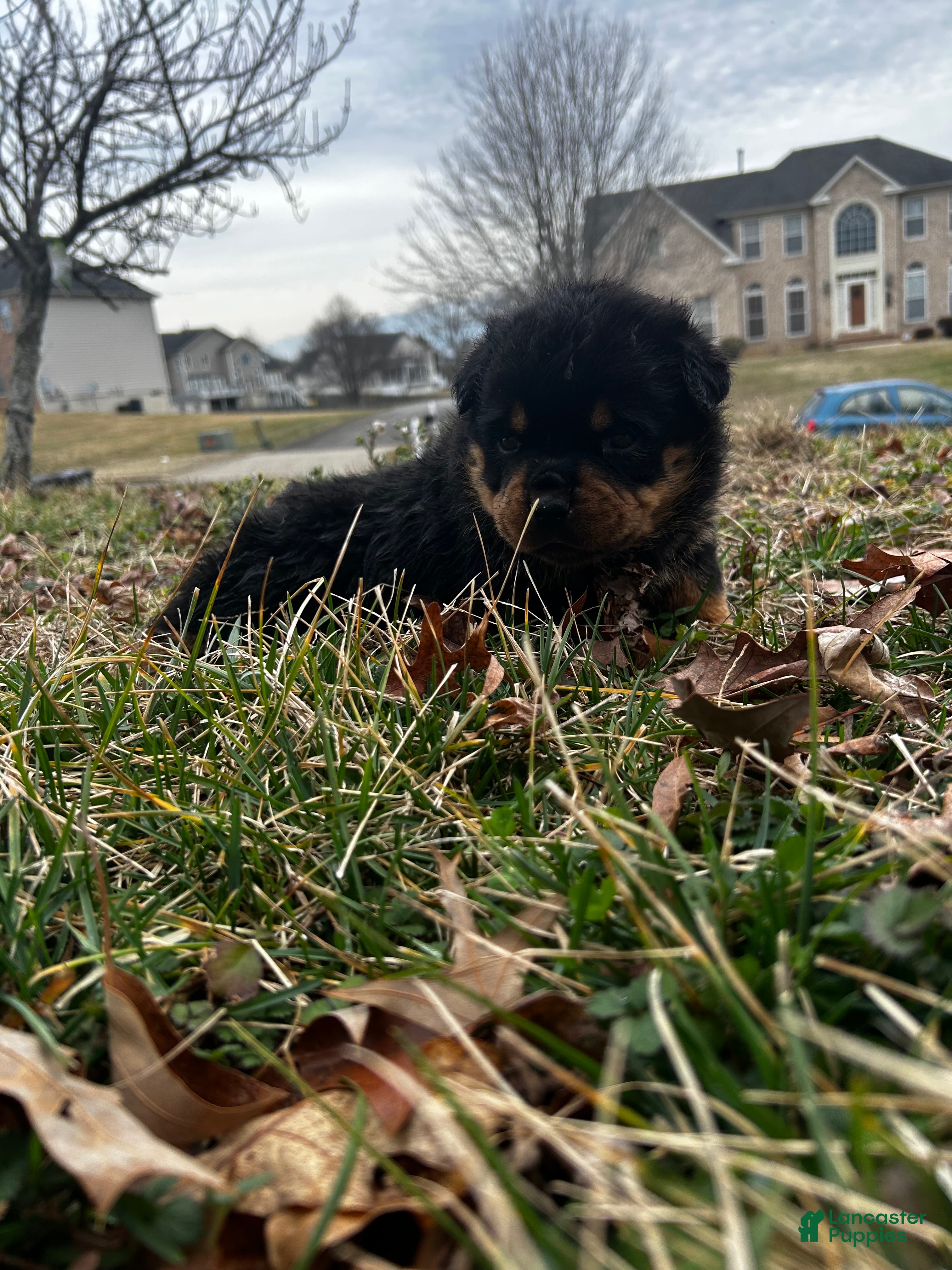 Rottweiler dogs Rottweiler Puppy 1 - Ad 1