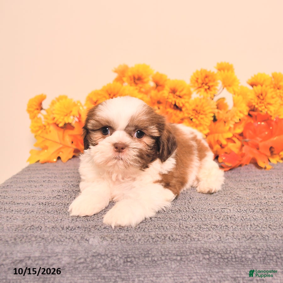 Shih Tzu dogs for sale: Leo - Ad 2
