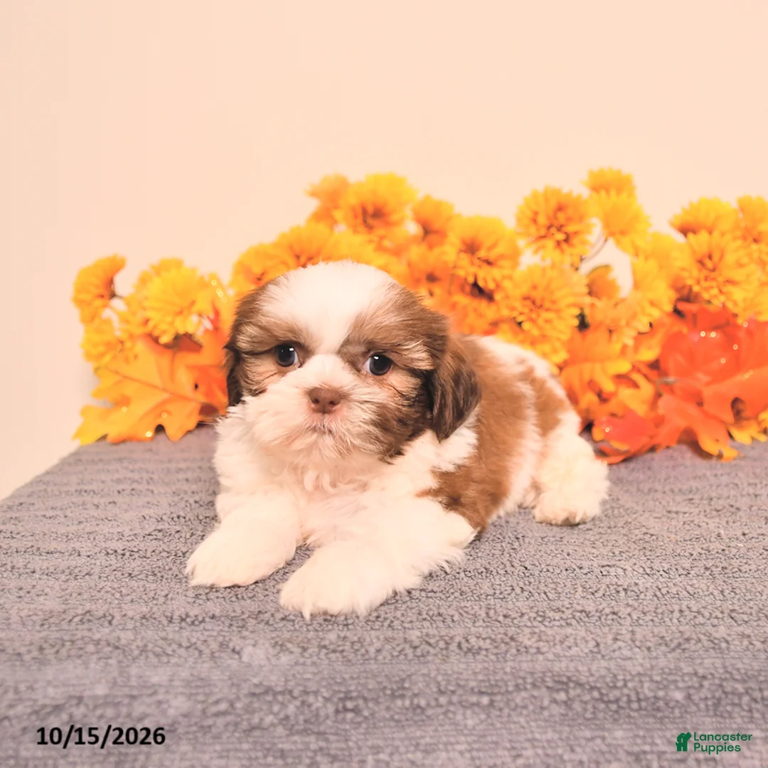 Shih Tzu dogs for sale: Leo - Ad 5