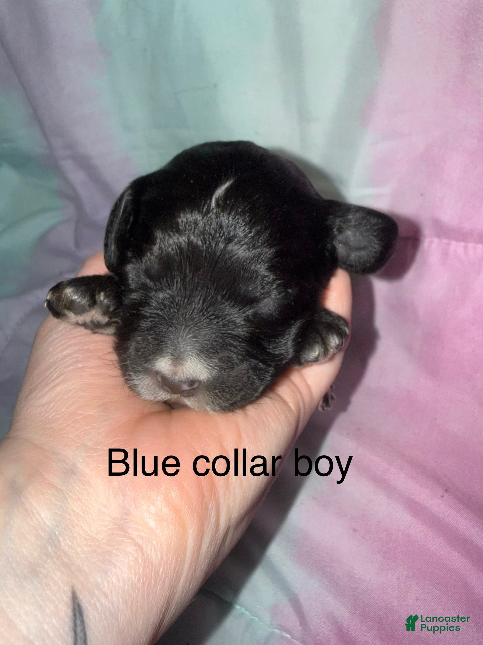 Mixed Breed dogs Blue collar boy  - Ad 8