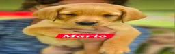 Labrador Retriever dogs for sale: Mario - Ad 2