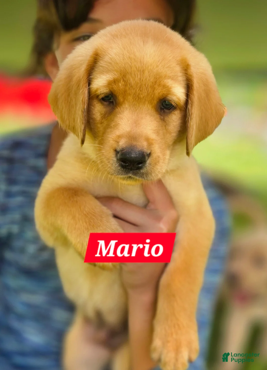 Labrador Retriever dogs for sale: Mario - Ad 2