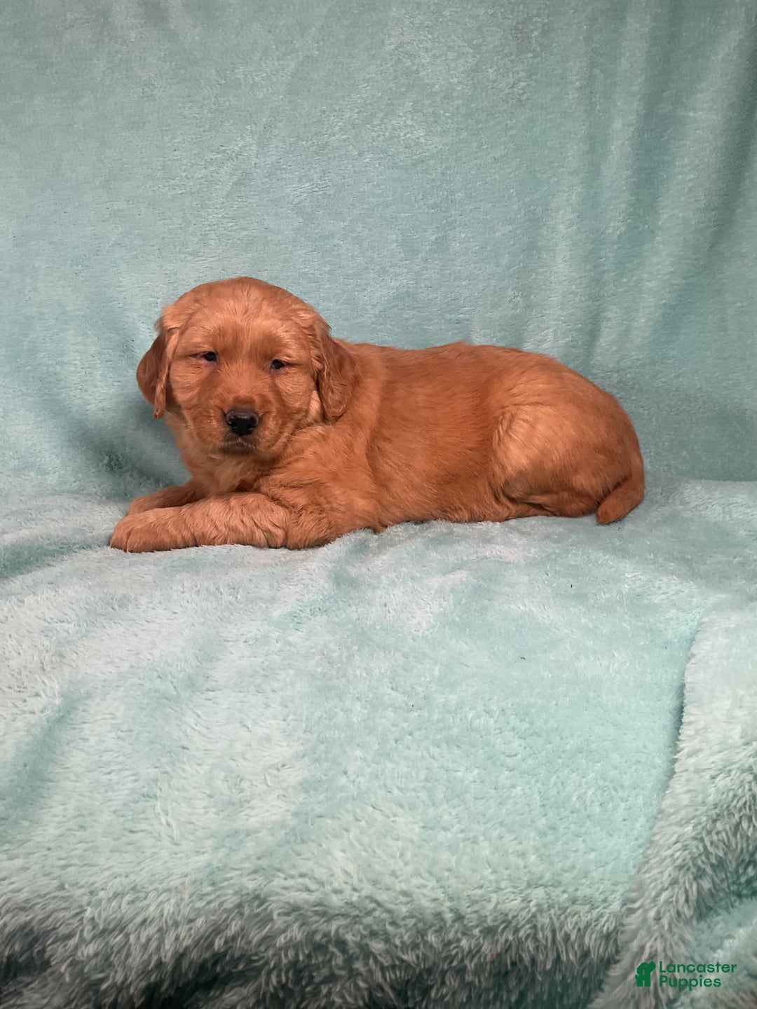 Golden Retriever dogs for sale: Lacey  - Ad 5