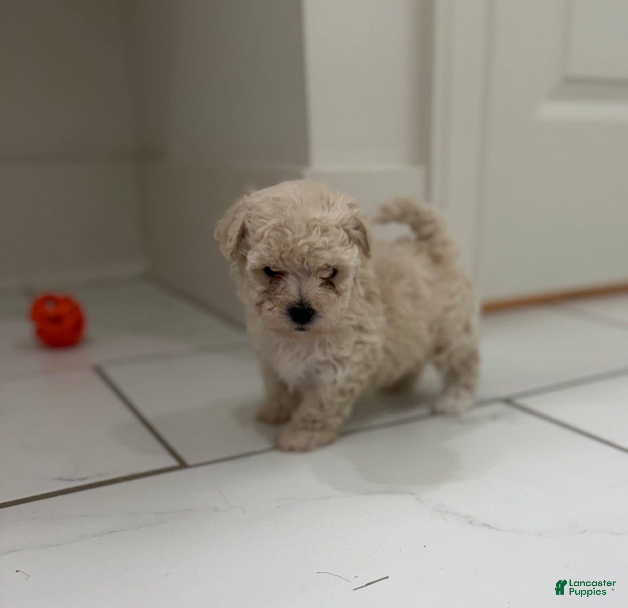 Maltipoo dogs Maltipoo 1 - Ad 19