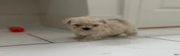 Maltipoo dogs for sale: Maltipoo 1 - Ad 1