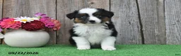 Miniature Australian Shepherd dogs for sale: Reece - Ad 3