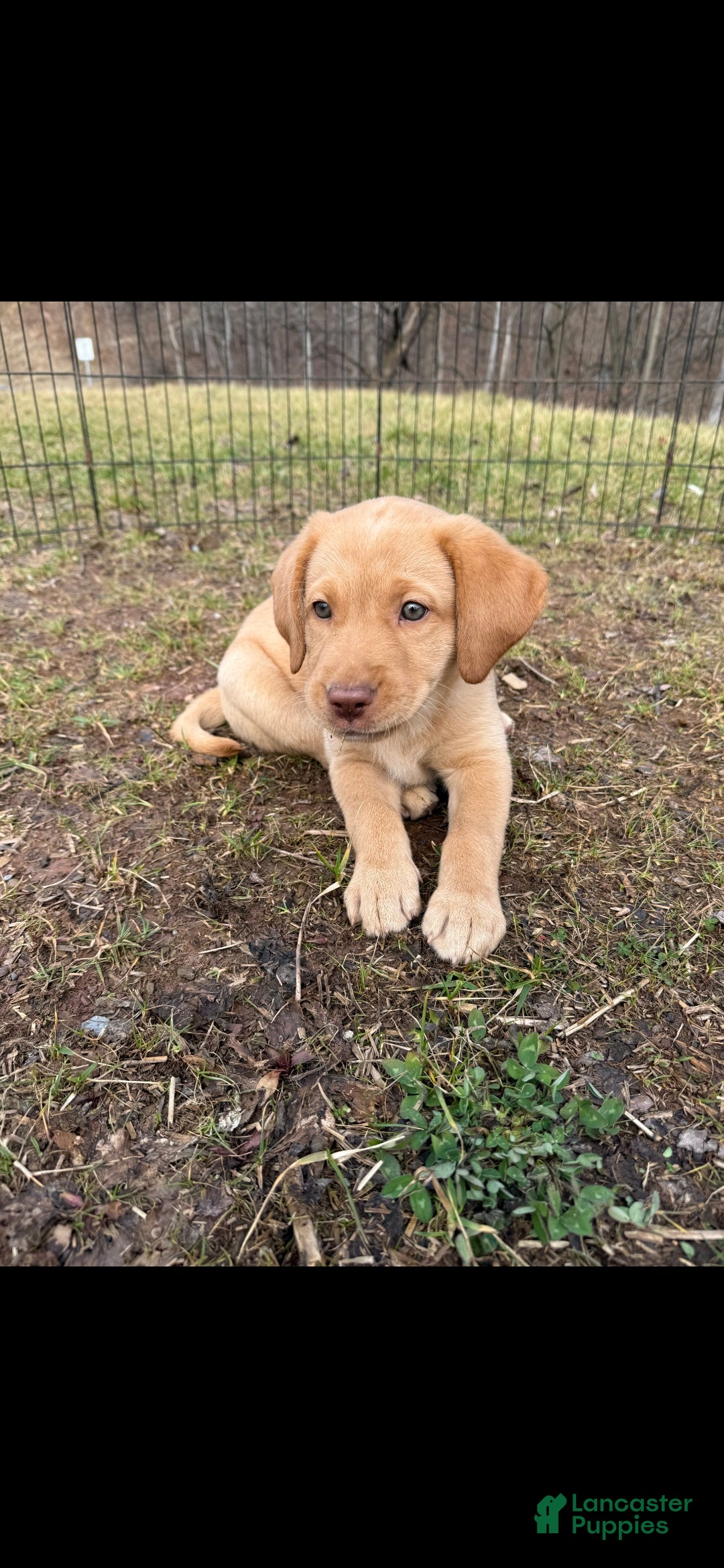 Labrador Retriever dogs Labrador Retriever Puppy 2 - Ad 39