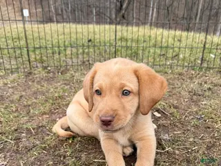 Labrador Retriever dogs Labrador Retriever Puppy 2 - Ad 39