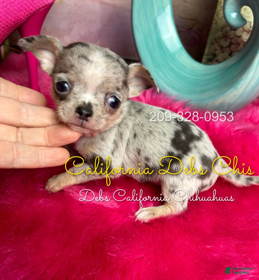 Chihuahua dogs for sale: Tiny BLUE ROSE 1 - Ad 1