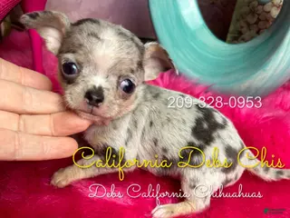 Chihuahua dogs for sale: Tiny BLUE ROSE 1 - Ad 3