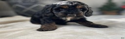 Cockapoo dogs for sale: Socks - Ad 2