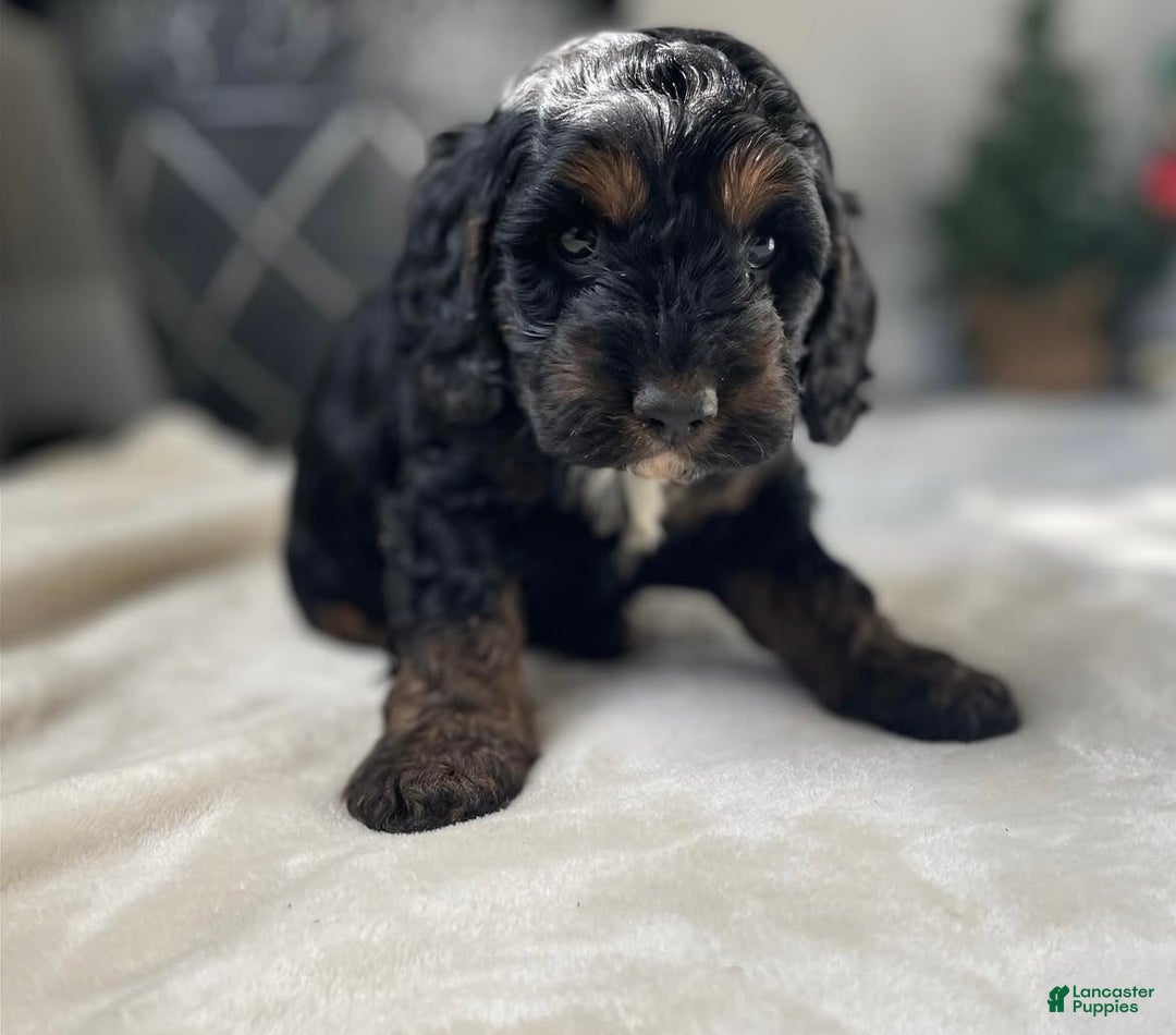 Cockapoo dogs for sale: Socks - Ad 2
