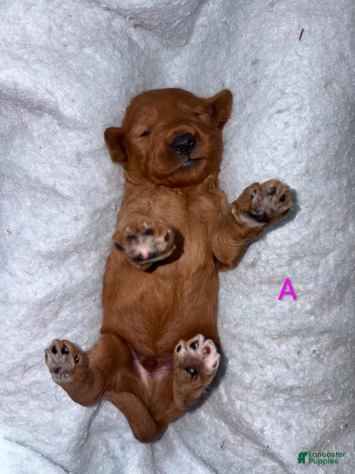 Australian Labradoodle dogs Macy  - Ad 1