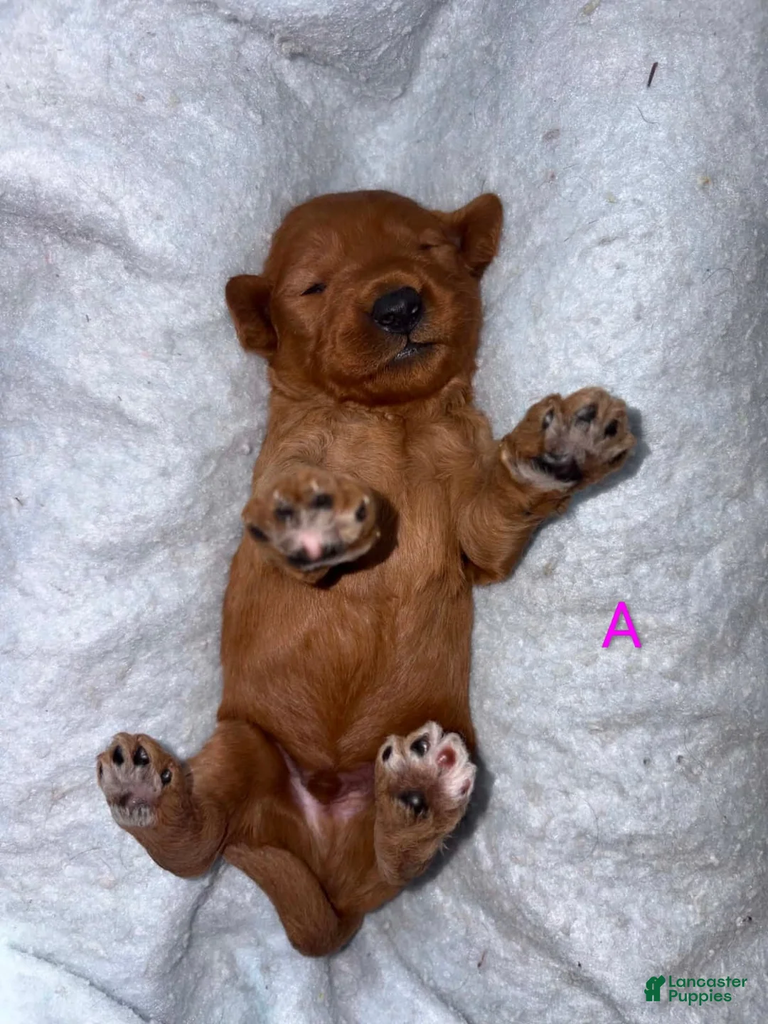 Australian Labradoodle dogs for sale: Macy  - Ad 1